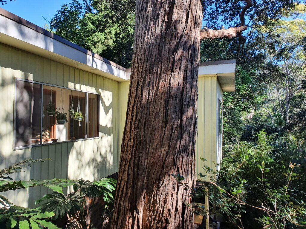 1960s mid-century modern "treehouse" in Mount Pleasant, NSW